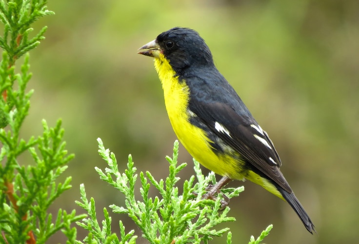 Lesser Goldfinch (black-backed)