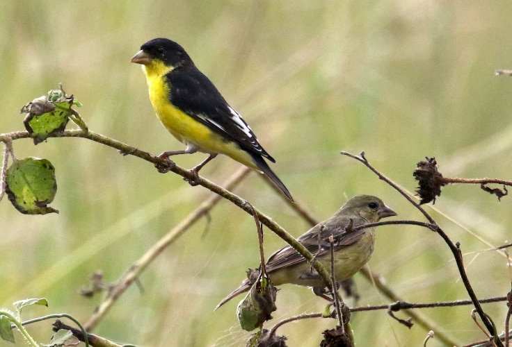 Lesser Goldfinch pair (black-backed)