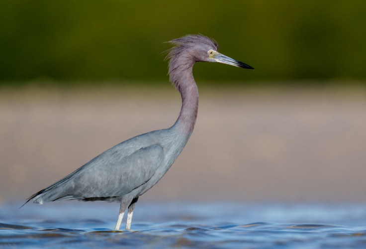 Little Blue Heron (Egretta caerulea)