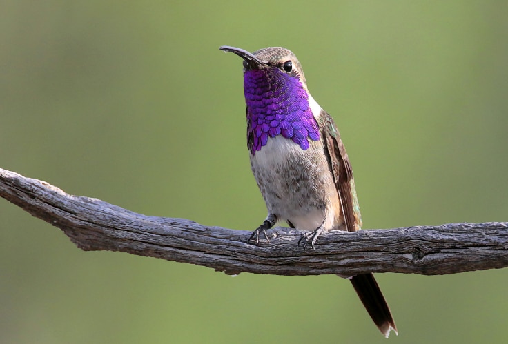 Lucifer Hummingbird (Calothorax lucifer)