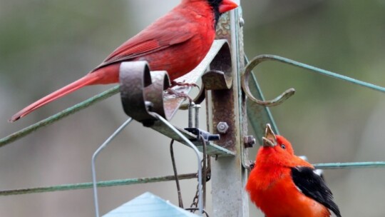 Northern Cardinal and Scarlet Tanager at a feeder