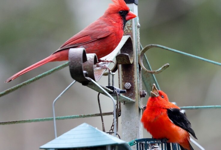 Northern Cardinal and Scarlet Tanager at a feeder