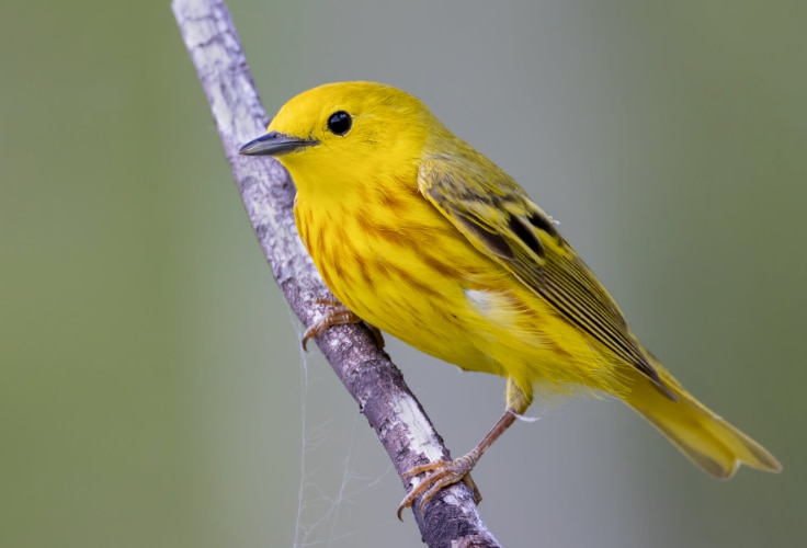 Northern Yellow Warbler (Setophaga aestiva)