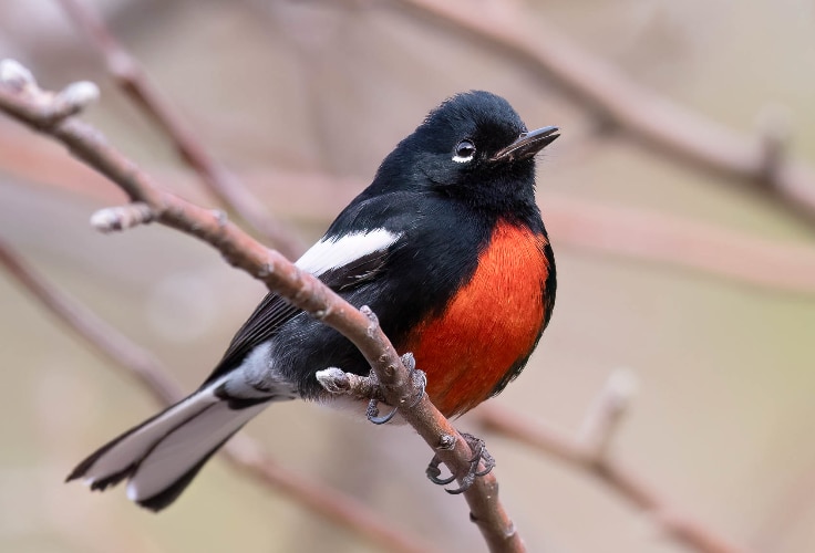 Painted Redstart (Myioborus pictus)