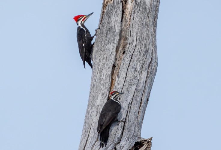 Pileated Woodpeckers in South Dakota