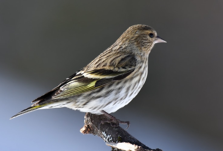 Pine Siskin (Spinus pinus)
