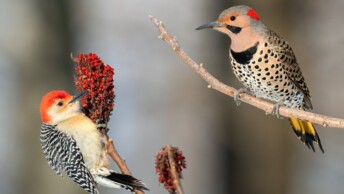 Red-Bellied Woodpecker and Northern Flicker