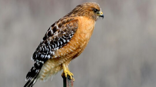 Red-Shouldered Hawk (Buteo lineatus)
