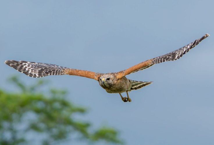 Red-Shouldered Hawk in flight