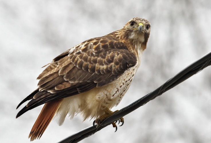 Red-Tailed Hawk (Buteo jamaicensis)