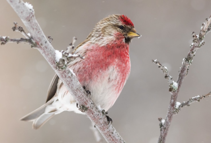Redpoll (Acanthis flammea)