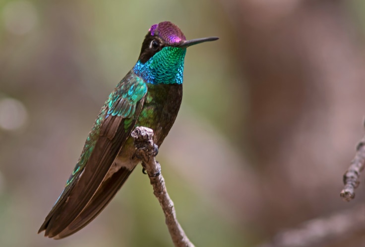 Rivoli's Hummingbird (Eugenes fulgens)