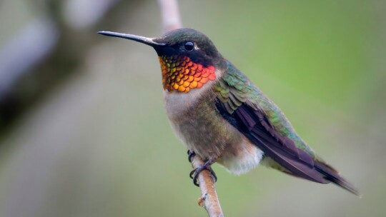Ruby-Throated Hummingbird (Archilochus colubris)