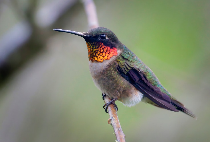 Ruby-Throated Hummingbird (Archilochus colubris)