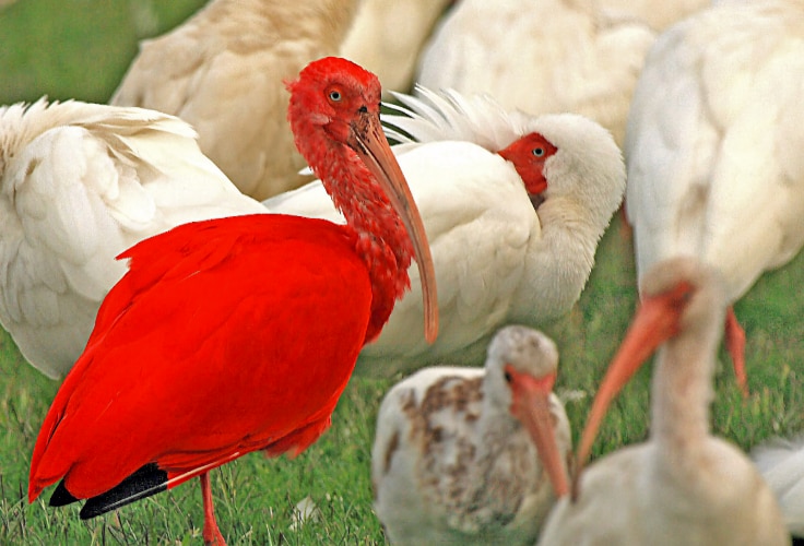 Scarlet Ibis standing among White Ibises