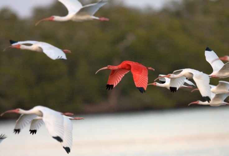 Scarlet Ibis in a flock of White Ibises in flight