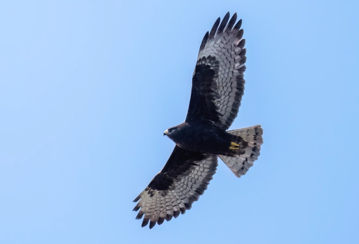 Short-Tailed Hawk (dark morph) in flight