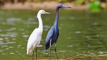 Snowy Egret and Little Blue Heron