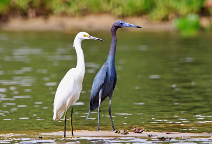 Snowy Egret and Little Blue Heron