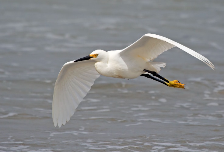 Snowy Egret in flight
