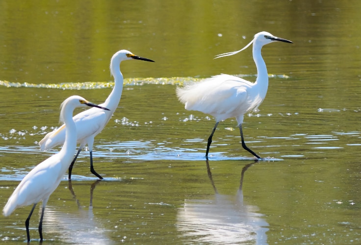 Snowy Egrets with Little Egret