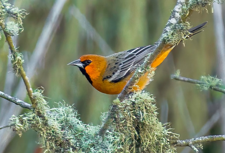 Streak-Backed Oriole in San Luis Obispo, California
