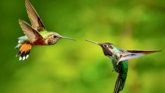 Two species of hummingbirds