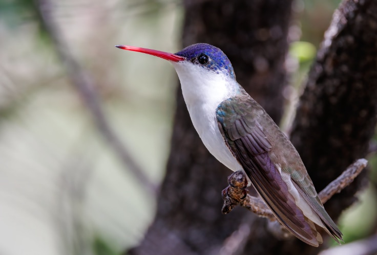 Violet-Crowned Hummingbird (Ramosomyia violiceps)
