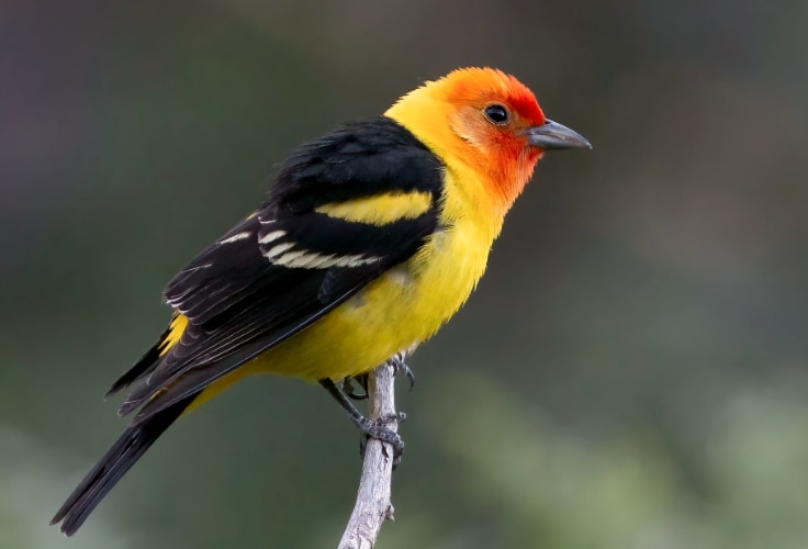 Western Tanager (Piranga ludoviciana)