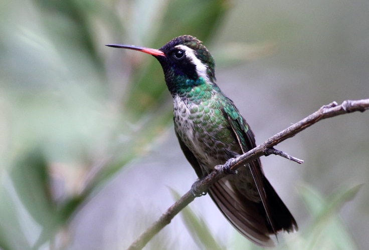 White-Eared Hummingbird (Basilinna leucotis)