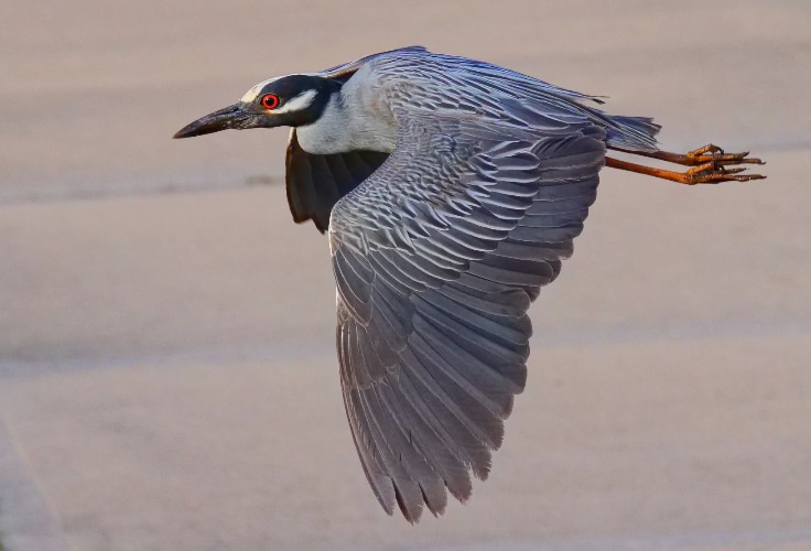 Yellow-Crowned Night Heron in flight