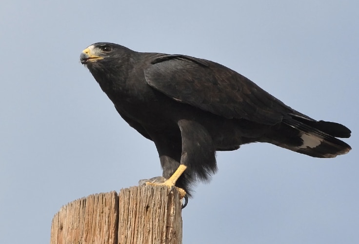 Zone-Tailed Hawk (Buteo albonotatus)