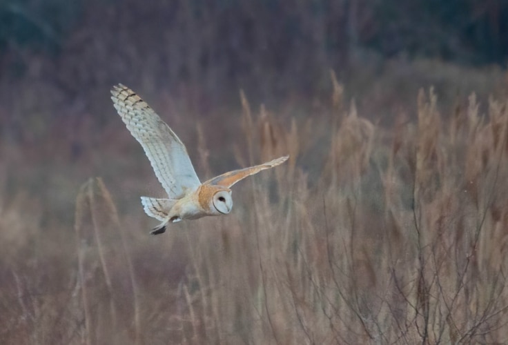 American Barn Owl in flight over Sachuest Point NWR, Rhode Island