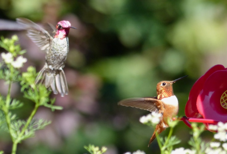 7 Hummingbirds in British Columbia: Regulars and Vagrants