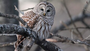 Barred Owl in New Hampshire