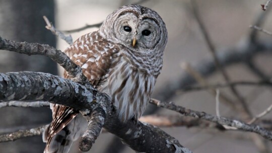 Barred Owl in New Hampshire