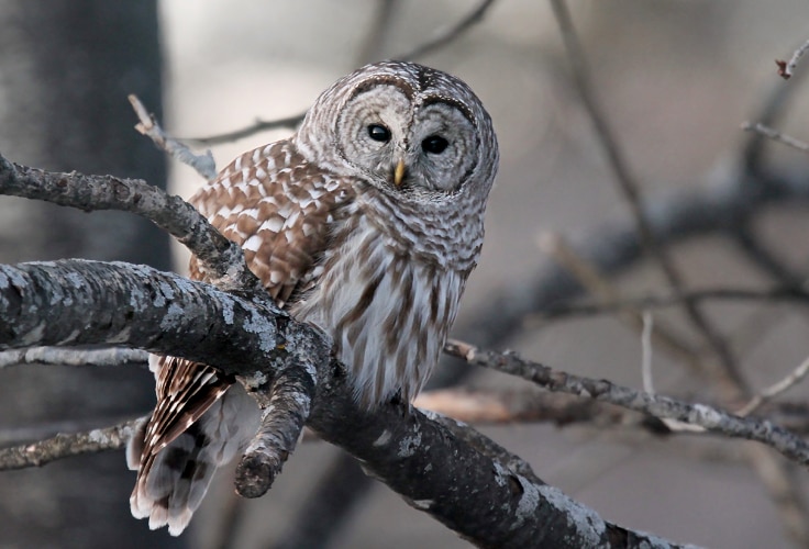 Barred Owl in New Hampshire