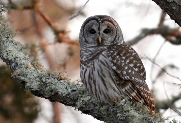 Barred Owl in Rhode Island