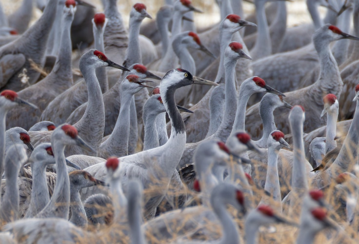 Common Crane among a flock of Sandhill Cranes
