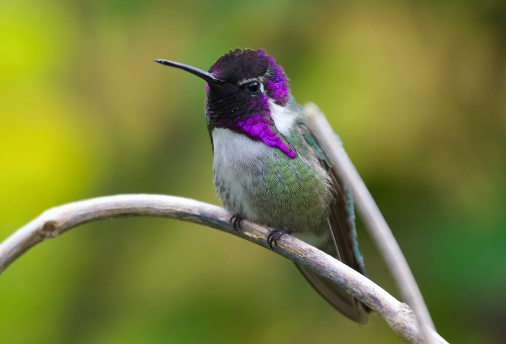Costa's Hummingbird in 