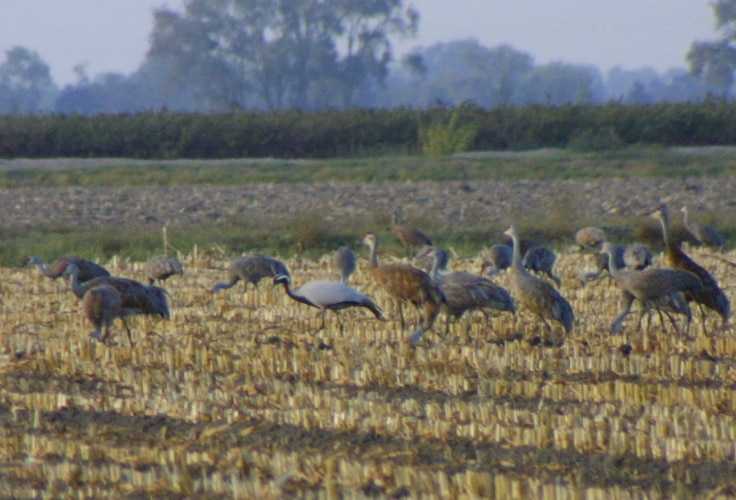 Demoiselle Crane among Sandhill Cranes