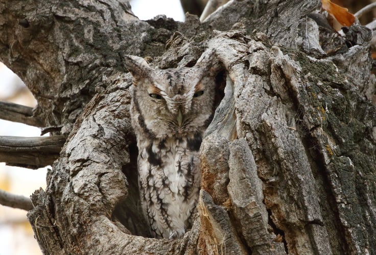 Eastern Screech-Owl, Police Point Park, Alberta