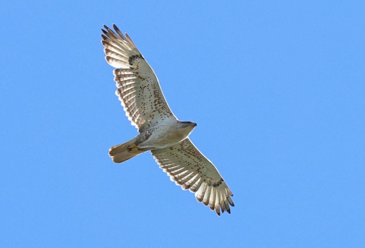Ferruginous Hawk in Ontario