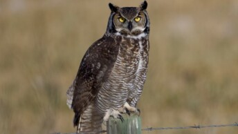 Great Horned Owl, Alberta, Canada