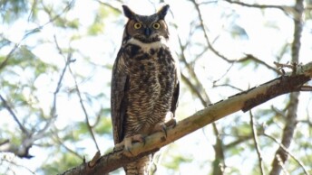Great Horned Owl in Rhode Island