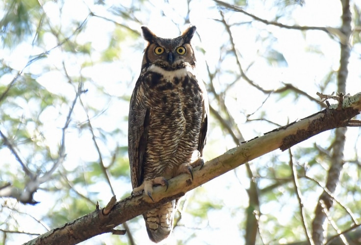 8 Owls in Rhode Island: Identification and Local Occurrence