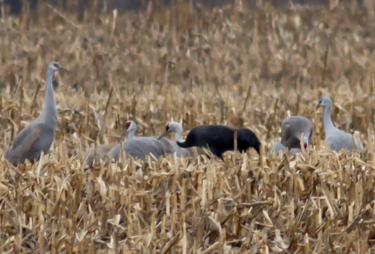 Hooded Crane among Sandhill Cranes