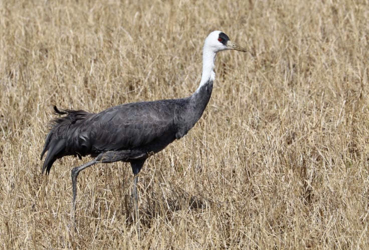 Hooded Crane (Grus monacha)