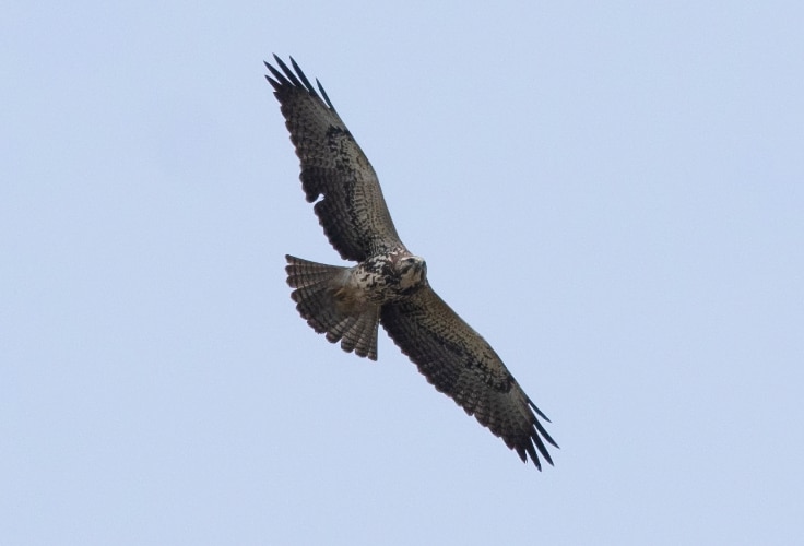 Juvenile Swainson's Hawk in Ontario