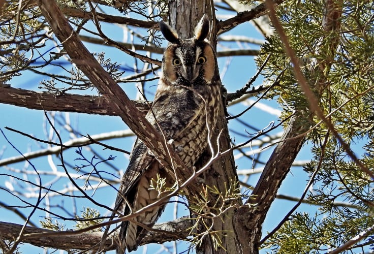 Long-Eared Owl in New Hampshire
